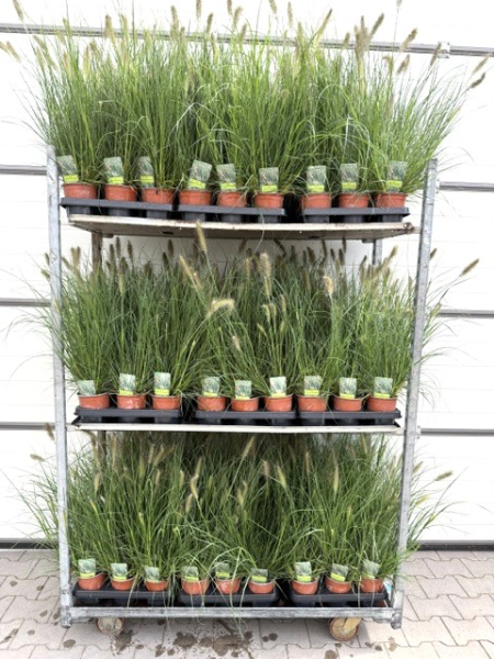 Pennisetum alopec. "Hameln"