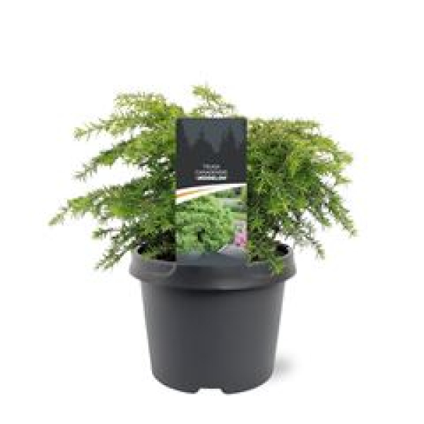 Tsuga canadensis 'Jeddeloh'