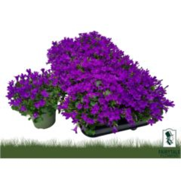 Campanula porten. 'Get Mee' blau