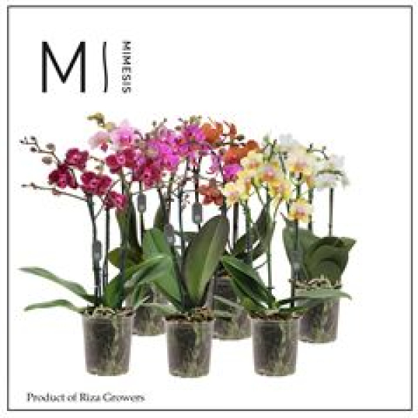Phalaenopsis 2-4 Rispen Mix