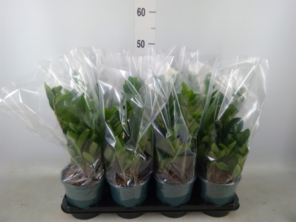 Zamioculcas zamiifolia