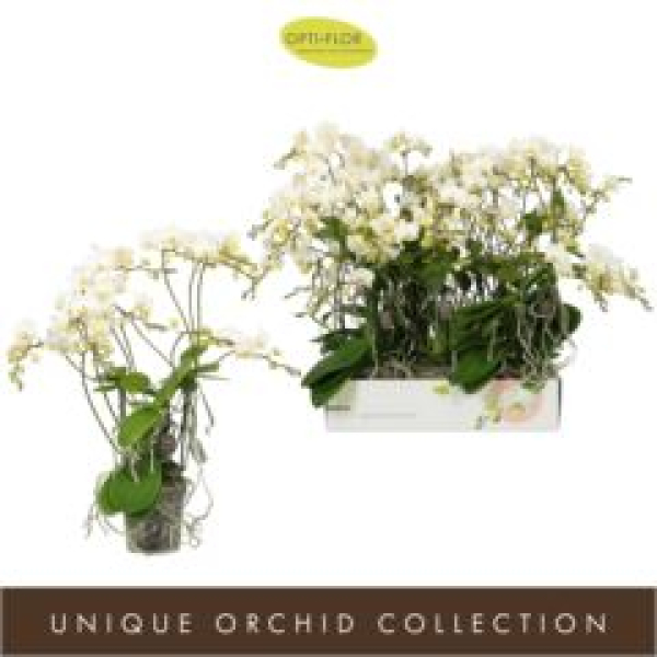 Phalaenopsis multiflora weiß