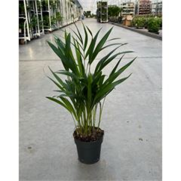 Dypsis lutescens