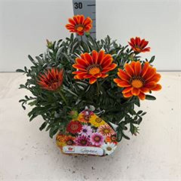 Gazania rig. 'Highland Dark Beauty'