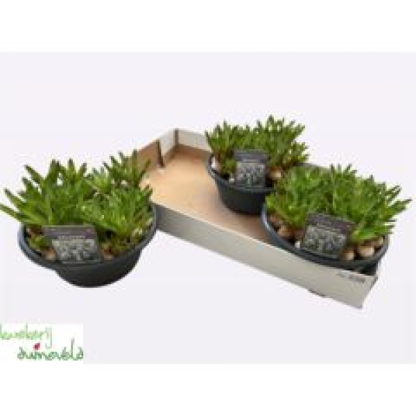 Muscari 'Mountain Lady' Schale