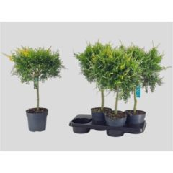 Genista spachiana-Stamm