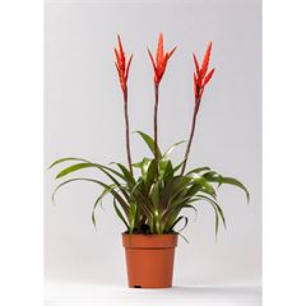 Vriesea 'Elan'