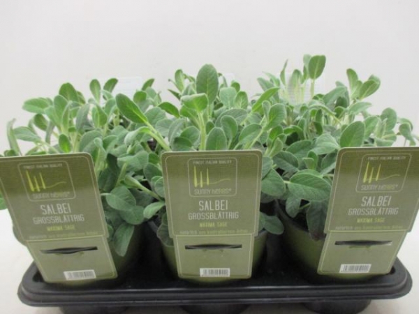SunnyHerbs - Salbei großblättrig