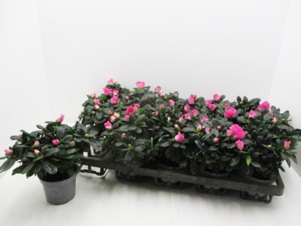 Azaleen midi pink