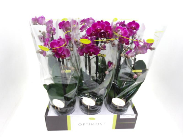 Phalaenopsis 2 Rispen 'Ant Morelia' lila