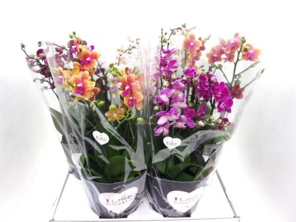 Phalaenopsis "Duetto" 4 Rispen Mix