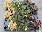Mini Oxalis Mix