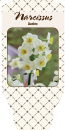 Narcissus  "Avalex"