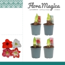 Hippeastrum 2 Knospen Mix