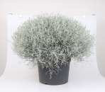 Calocephalus brownii Kübel XXL