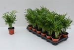 Chamaedorea elegans