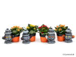 Mini Kalanchoe "Halloween"