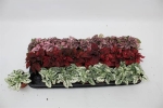 Hypoestes phyllo. gemischt