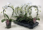Phalaenopsis Bogen weiß