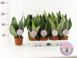 Sansevieria trifa. Mix