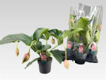 Medinilla magnifica