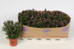 Aster nb. 'Showmakers' rosa