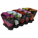 Kalanchoe  gefüllt Mix