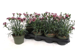 Dianthus 'Super Trouper' bourdeaux