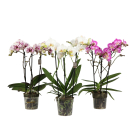 Phalaenopsis 3 Rispen Mix