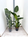 Strelitzia nicolai