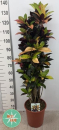 Codiaeum "Mrs. Iceton"