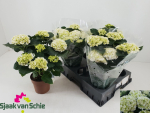 Hydrangea mac. weiß
