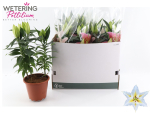 Lilium ori. weiß