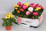 Gerbera Mix