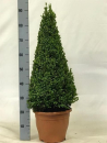 Buxus semp. Pyramide