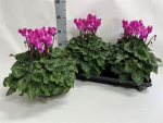 Cyclamen pers. XL Lila