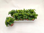 Dracaena frag. "Tornado"