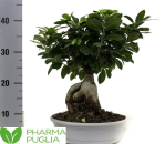 Ficus Microcarpa 'Ginseng
