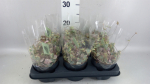Ceropegia woodii 'Variegata'