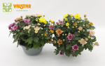 Chrysanthemum Mix-Schale