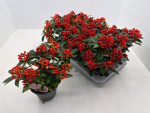 Skimmia jap. 'Red Star'