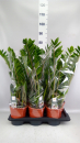 Zamioculcas zamiifolia