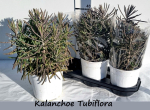 Kalanchoe tubiflora