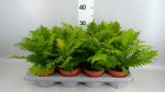 Blechnum Gibbum 'Silver Lady'