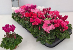 Mini Cyclamen Mix