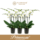 Phalaenopsis midi 4 Rispen weiß