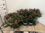 Skimmia Jap. 'Rubella'