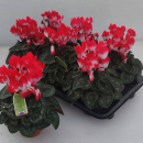 Cyclamen Medi 'Indiaka'