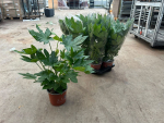 Fatsia Japonica