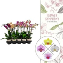 Phalaenopsis 2 Rispen Mix